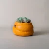Pot de fleur céramique en forme de citrouille orange, parfait pour accueillir des plantes grasses sur une table en bois rustique.