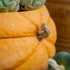 Composition chaleureuse autour d’un pot de fleur céramique citrouille, entouré de fruits et pommes de pin pour une déco saisonnière.