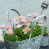 Scène de jardin avec pot de fleur en suspension, ambiance florale et champêtre.