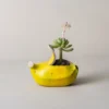 Jardinière banane stylisée servant de pot de fleur interieur, exposée en extérieur avec plante grasse et lumière naturelle.