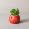 Pot de fleur interieur en forme de pomme rouge brillant, isolé sur fond neutre avec une succulente centrale bien développée.