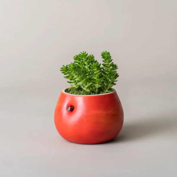 Pot de fleur interieur en forme de pomme rouge brillant, isolé sur fond neutre avec une succulente centrale bien développée.