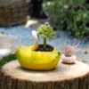 Pot de fleur interieur en céramique jaune vif, en forme de banane ouverte, accueillant une succulente sur souche en bois.