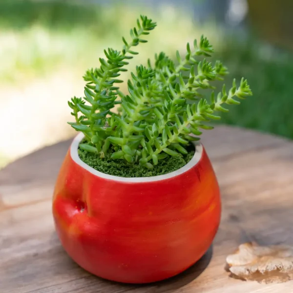 Petit pot de fleur interieur en forme de pomme rouge, posé sur table en bois avec plante grasse à feuillage dense.