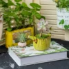 Pot de fleur jaune en forme de feuille de bananier, exposé sur un livre avec plante grasse.