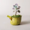Gros plan sur un pot de fleur jaune avec détail de la feuille de bananier et plante succulente.