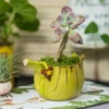 Pot de fleur jaune original, décoration végétale tropicale sur fond de plantes d’intérieur.