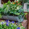 Pot de fleur long en métal vieilli avec fougères et piments sur une terrasse en bois.