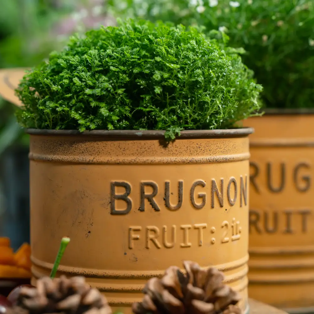 Duo de petit pot de fleur jaune vieilli, parfait pour une déco champêtre pleine de chaleur et d’authenticité.