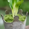 Détail du pot de fleur petit avec finition couronne, rempli de mousse verte naturelle.