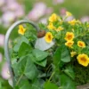 Gros plan sur la douchette du pot de fleur pour intérieur, entourée de feuillage vert et de petites fleurs éclatantes.