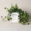 Pot de fleurs blanc en métal vieilli en forme de livre ancien, orné de lierre vert tombant pour une déco vintage originale.