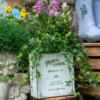 Charmant pot de fleurs blanc en forme de livre ancien, parfait pour accueillir du lierre en intérieur ou sur une terrasse rustique.