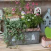 Pot de fleurs intérieur utilisé pour créer une mini scène végétale, ambiance maison de campagne.