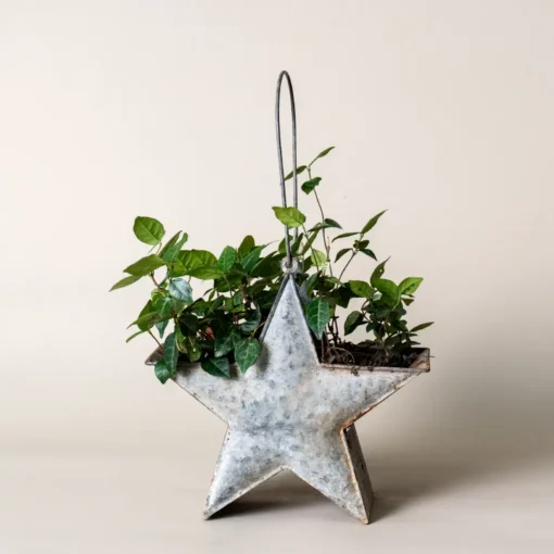Mini pot de fleur en forme d’étoile suspendu, idéal pour les plantes grimpantes dans une décoration murale créative.