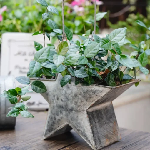 Jardinière métallique étoile au style vintage, parfaite comme mini pot de fleur pour lierre ou jasmin sur table ou balcon.