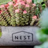 Détail des feuillages et succulentes dans un pot de fleurs moderne au design industriel signé “NEST”.