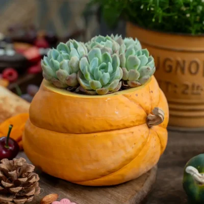 Petit Pot de Fleur pour Interieur en Ceramique Citrouille 5
