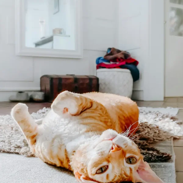 Chat roux allongé sur un tapis moelleux dans un intérieur lumineux